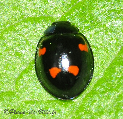 Insectes autres . La Coccinelle virgule. PlumeDeVille